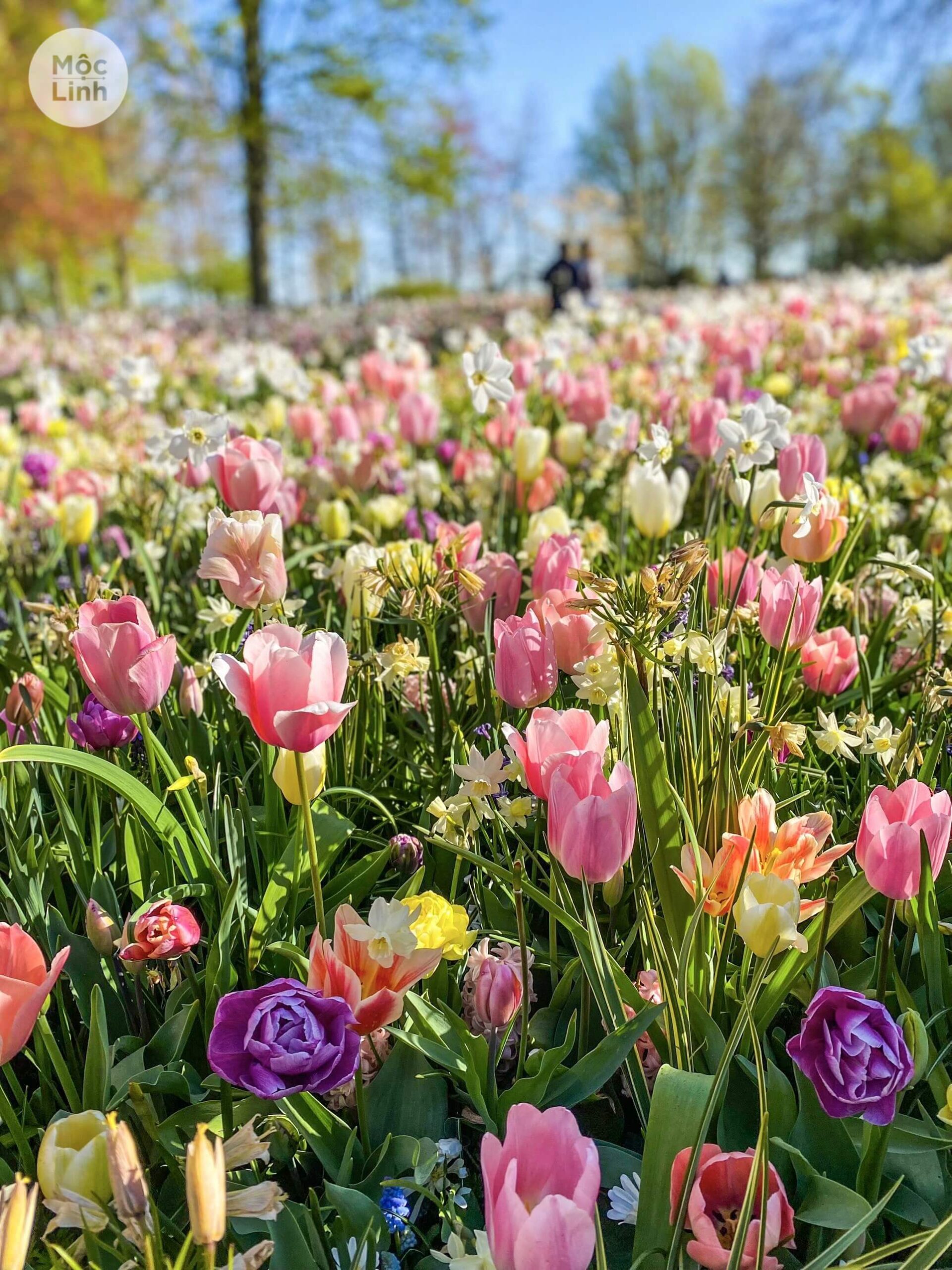 vườn hoa tulip